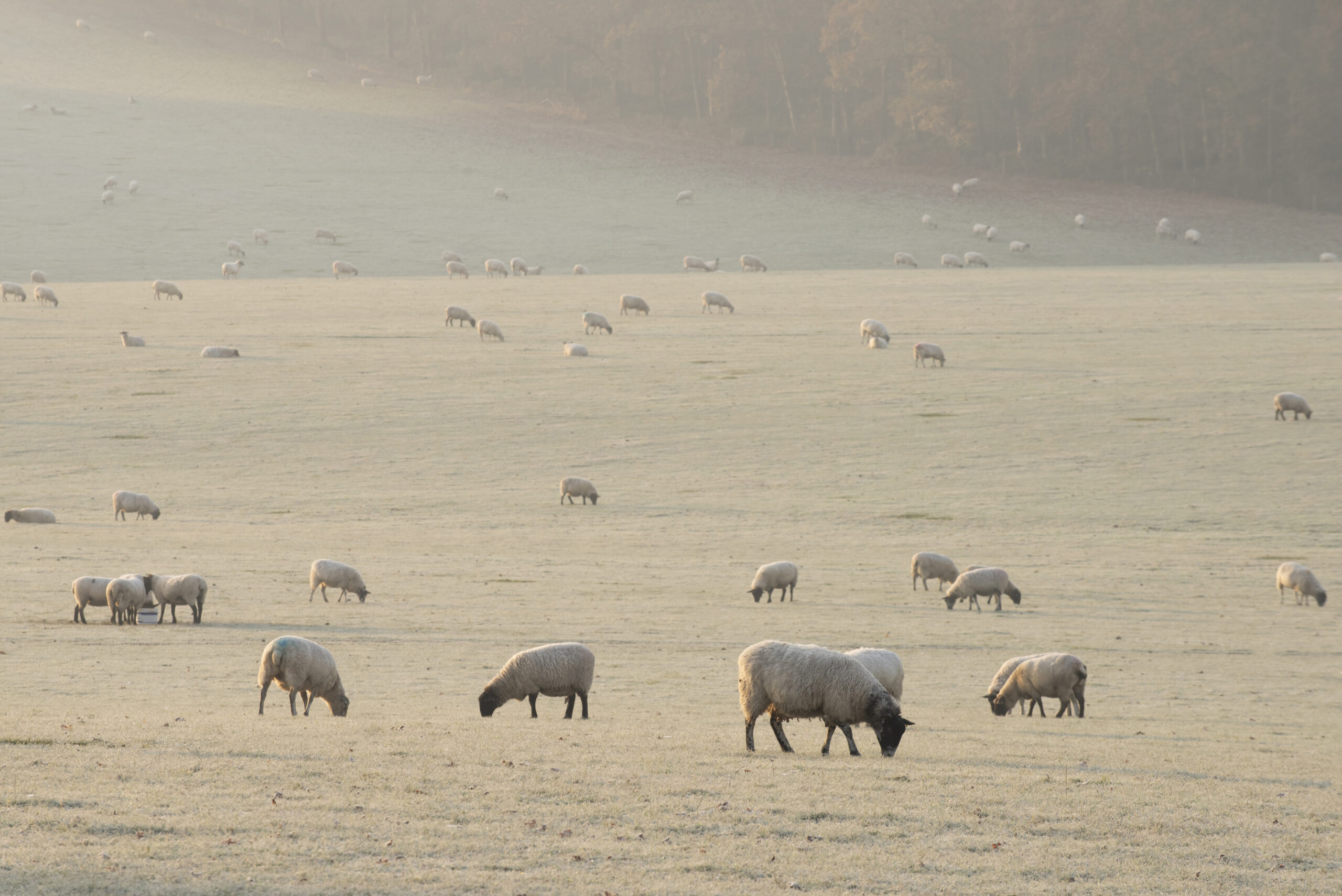 frosty field with sheep