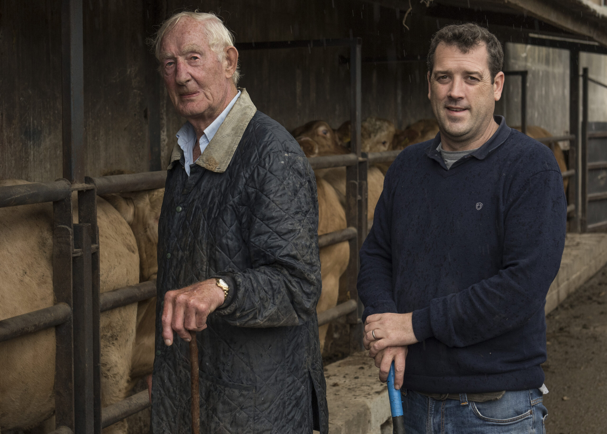 father and son - farmers with cattle in background