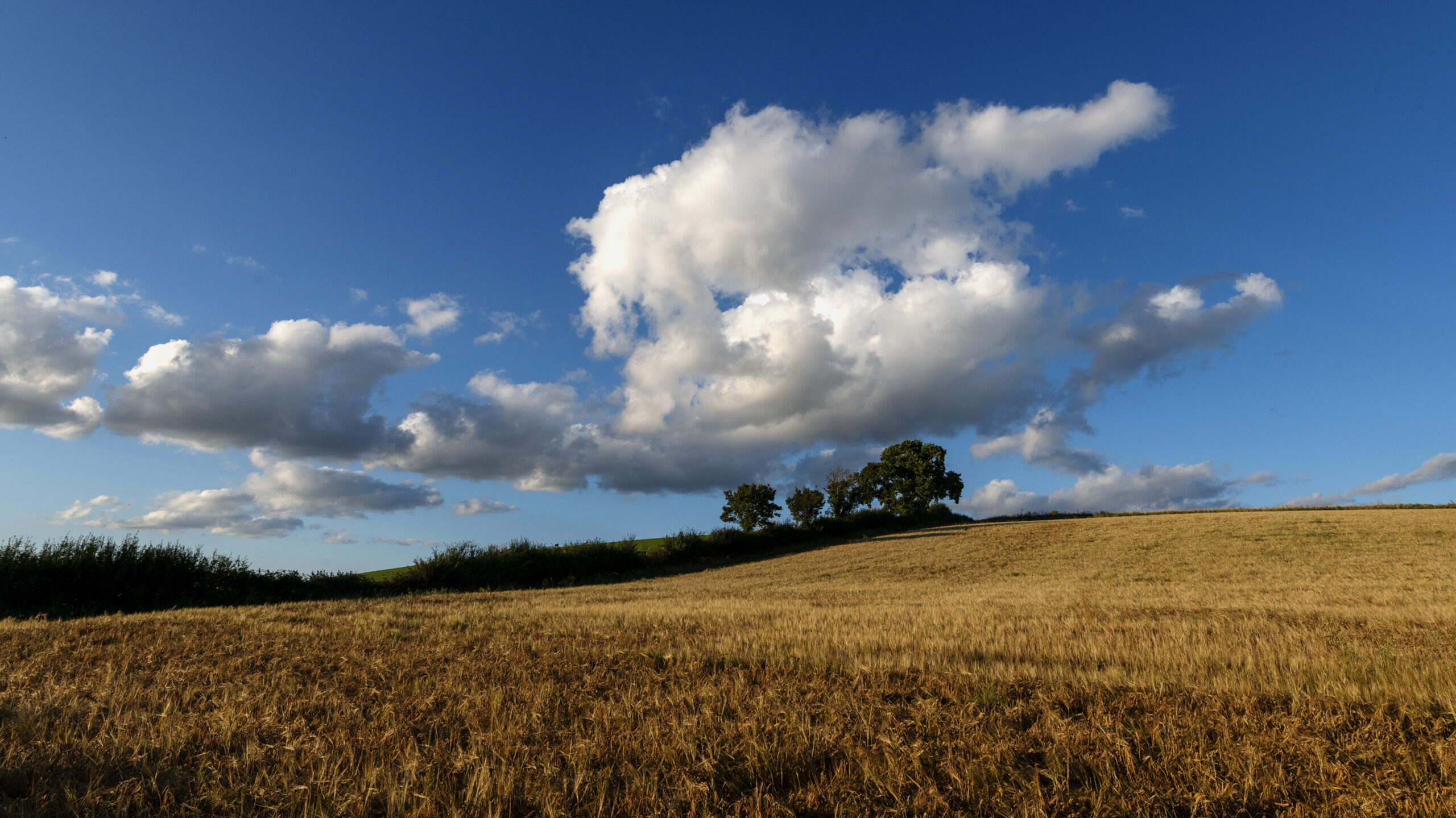 White cloud over barley field before harvest