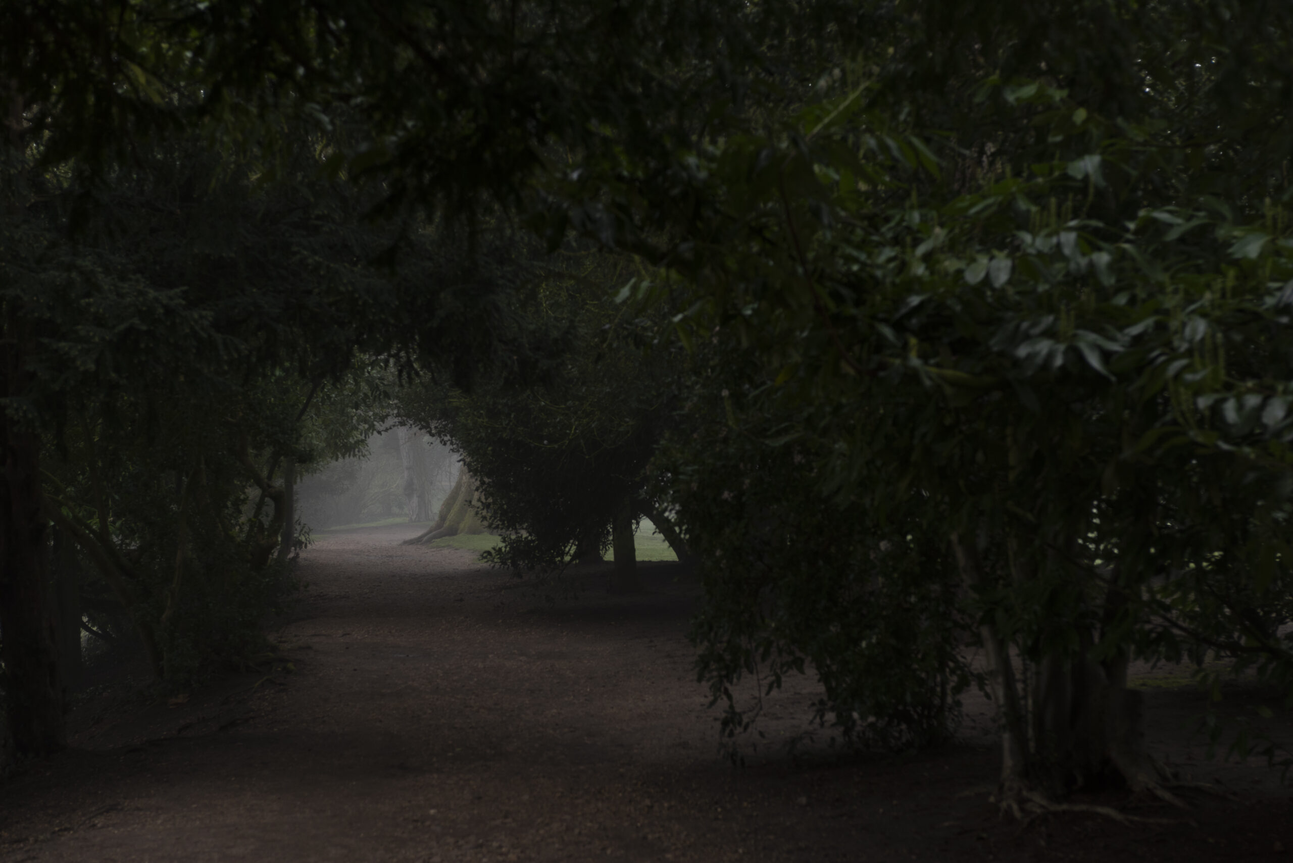 Misty walk surrounded by trees and looking at mysterious distance, RSC gardens